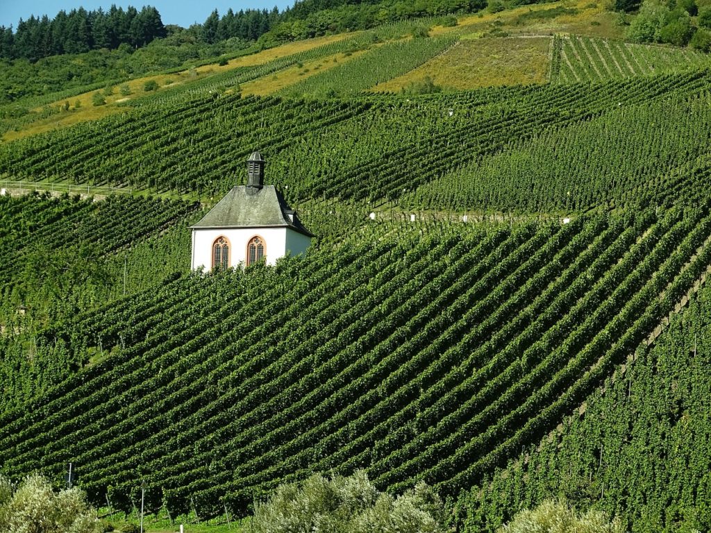 vineyard, wine, landscape