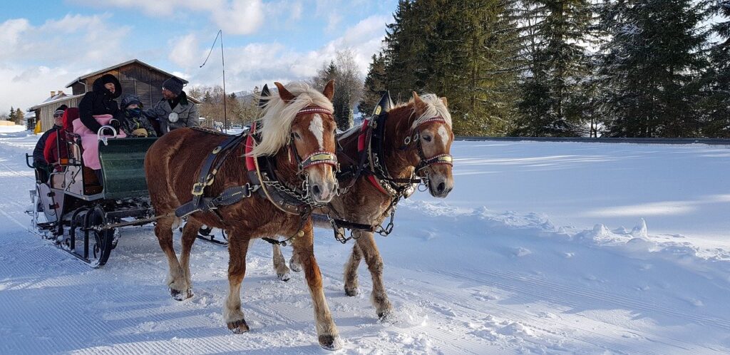 winter, snow, horse-drawn carriage-4765426.jpg